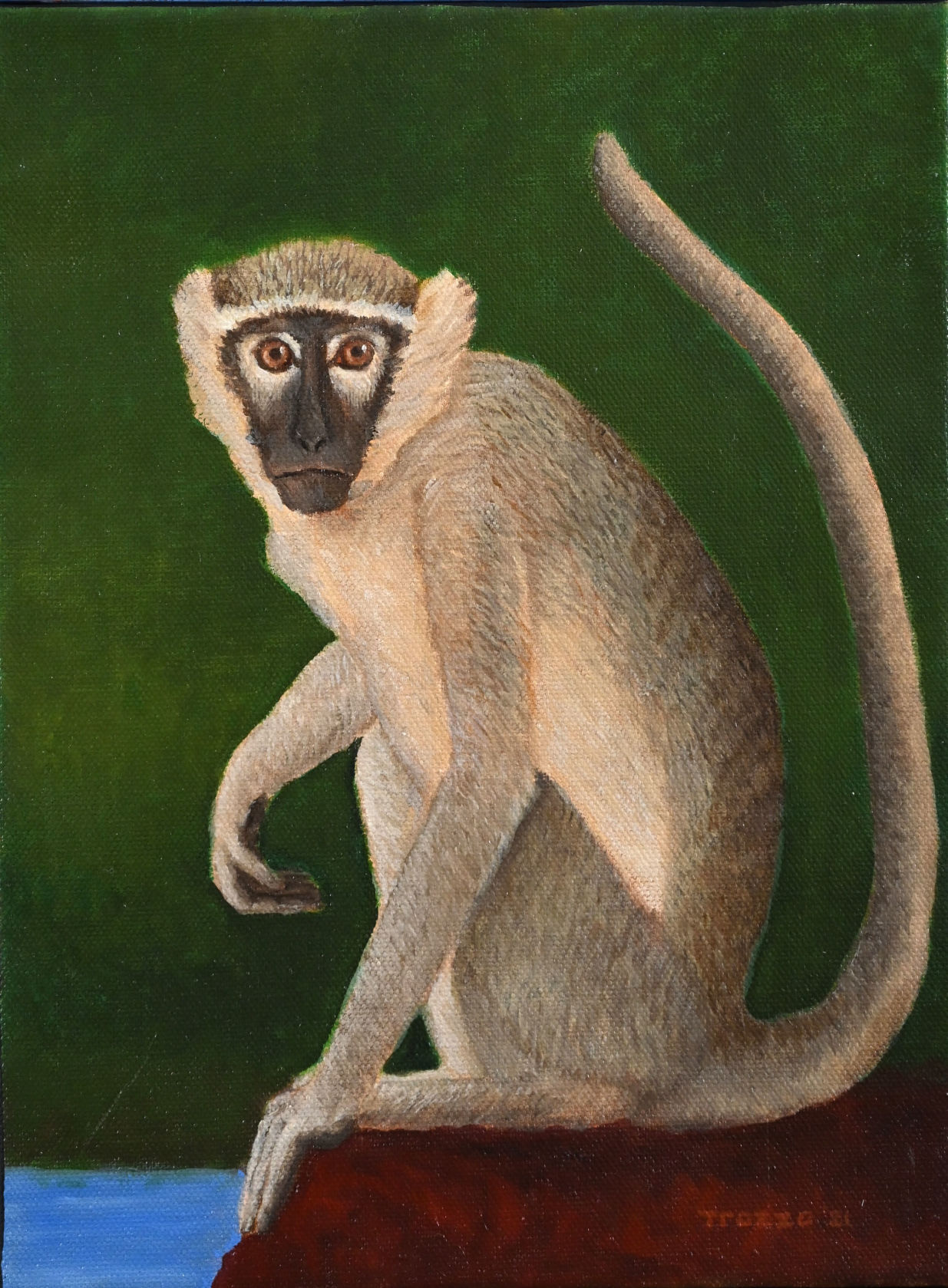 V is for Vervet